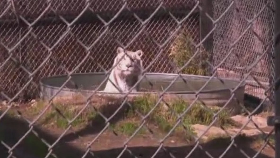Spring Break activities: Austin Zoo